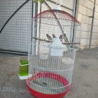 فنچ جوان جفت خورده