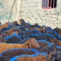 50راس نر داشتی|حیوانات مزرعه|زنجان, |دیوار