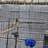 قناری ابلغ و طلایی