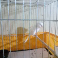 قناری نر رسمی|پرنده|رودهن, |دیوار