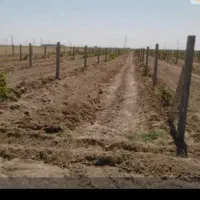 اجرای طرح داربست باغ انگور با کیفیت بالا