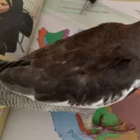 عروس هلندی گمشده