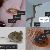 کیپ سمپاشی حشرات*تمام حشرات*سم پاشی کل اهواز|خدمات نظافت|اهواز, شهرک دانشگاه|دیوار