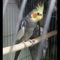 عروس هلندی دم تخم سخنگو فروش فوری