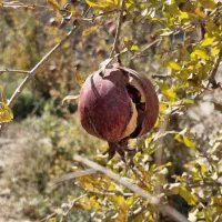 انار ترک خرده واسه رب انار