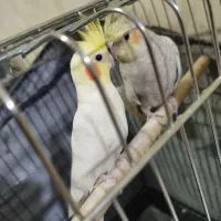 دو جفت عروس هلندی