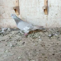 ماده سرک سوسنی