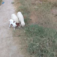 کوت عبدالله قعله چنعان