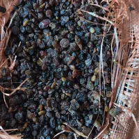 کشمش|خوردنی و آشامیدنی|قزوین, |دیوار