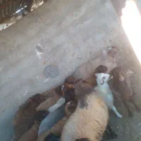 بره‌نر بزغاله‌نر