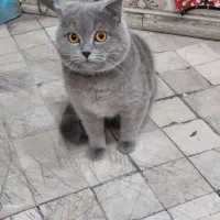 کسی گربشو گم نکرده