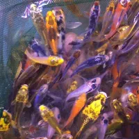 انواع امور وگلدفیش وکوی|ماهی|تهران, آبشار تهران (دریاچه)|دیوار