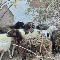 پیر میش پرواری|حیوانات مزرعه|مهدی شهر, |دیوار