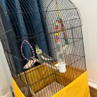 عروس هلندی|پرنده|کیاشهر, |دیوار