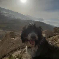 سگ پا کوتا دو رگه گله ایی دهن پاک