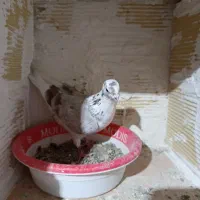 کبوتر|پرنده|سردرود, |دیوار