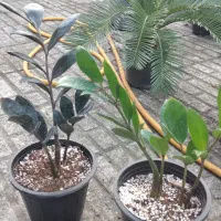 زاموفیلیا سوپر بلک و سبز|گل و گیاه طبیعی|بندر انزلی, کوی آزادگان|دیوار