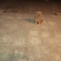 باسلام یک سگ پاکوتاه