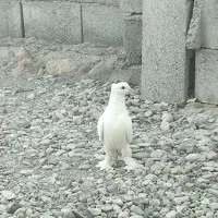 کفتر سفیدگره نر