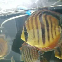 ماهی دیسکس|ماهی|تهران, اقدسیه|دیوار