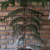 یه عدد گل کاج مطبق