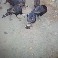 بوقلمون محلی|حیوانات مزرعه|صومای برادوست, |دیوار