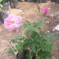 گل محمدی اصل کاشان