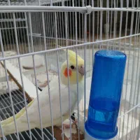 عروس هلندی نر|پرنده|گالیکش, |دیوار