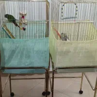 طوطی گرینجیک و عروس هلندی