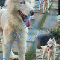 سامویید. چشم یخی.معاوضه هم انجام میگیره