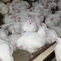 کارگر مرغداری(با تجربه)