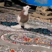طوقی