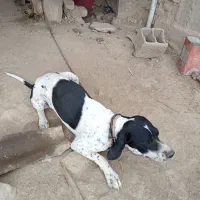 فروش توله سگ میکس آلمان و انگلیس اصل