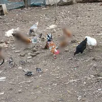 مرغ و خروس محلی سالم و سرحال|حیوانات مزرعه|شفت, |دیوار