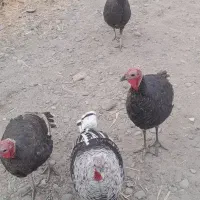 بوقلمون|حیوانات مزرعه|قم, پردیسان|دیوار