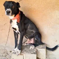 سگ قدرجونی|سگ|رامهرمز, |دیوار