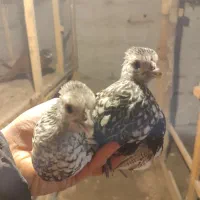 جوجه مرغ و خروس زینتی پولک منظم|حیوانات مزرعه|رشت, شهرک قدس|دیوار