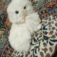 عروسک|اسباب‌بازی بچه|شیراز, فرگاز|دیوار
