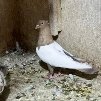 پرنده بهبهانی شهری