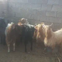کهره نر و بره کوهه