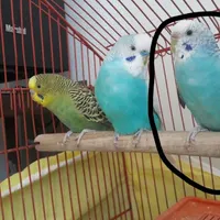 مرغ عشق گمشده