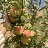 توزیع نهال سیب رندرز یکساله و دوساله|خدمات باغبانی و درختکاری|بابل, |دیوار