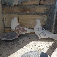 نداشتن وقت نگهداری