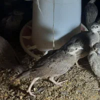 جوجه 50 روزه مطابق عکس|حیوانات مزرعه|قائن, |دیوار