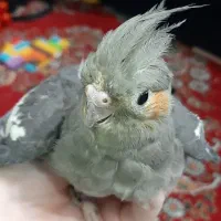 انواع عروسی