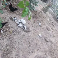خرگوش باهوش