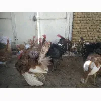 بوقلمون نر ارگانیک|حیوانات مزرعه|هرسین, |دیوار