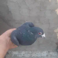 کبوتر پلاکی|پرنده|یزد, |دیوار