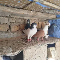 شهری بهبهانی|پرنده|برازجان, |دیوار