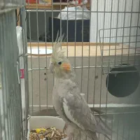 یک جفت عروس هلندی مولد|پرنده|شاهین‌شهر, پارک بانک استان|دیوار